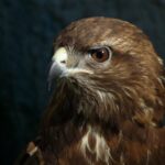 brown and white bird in close up photography