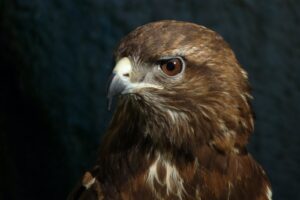 brown and white bird in close up photography