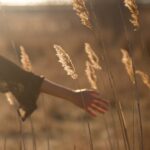 person holding tall grass during sunset